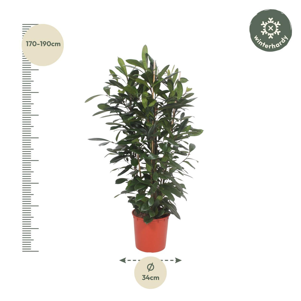 Ficus Cyathistipula struik - 180 cm - ø34