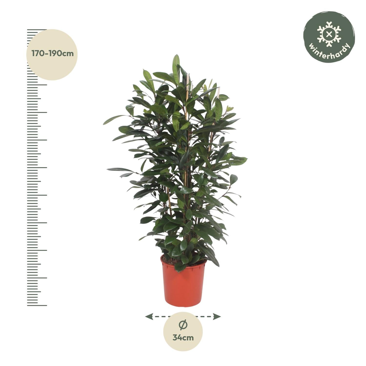 Ficus Cyathistipula struik - 180 cm - ø34