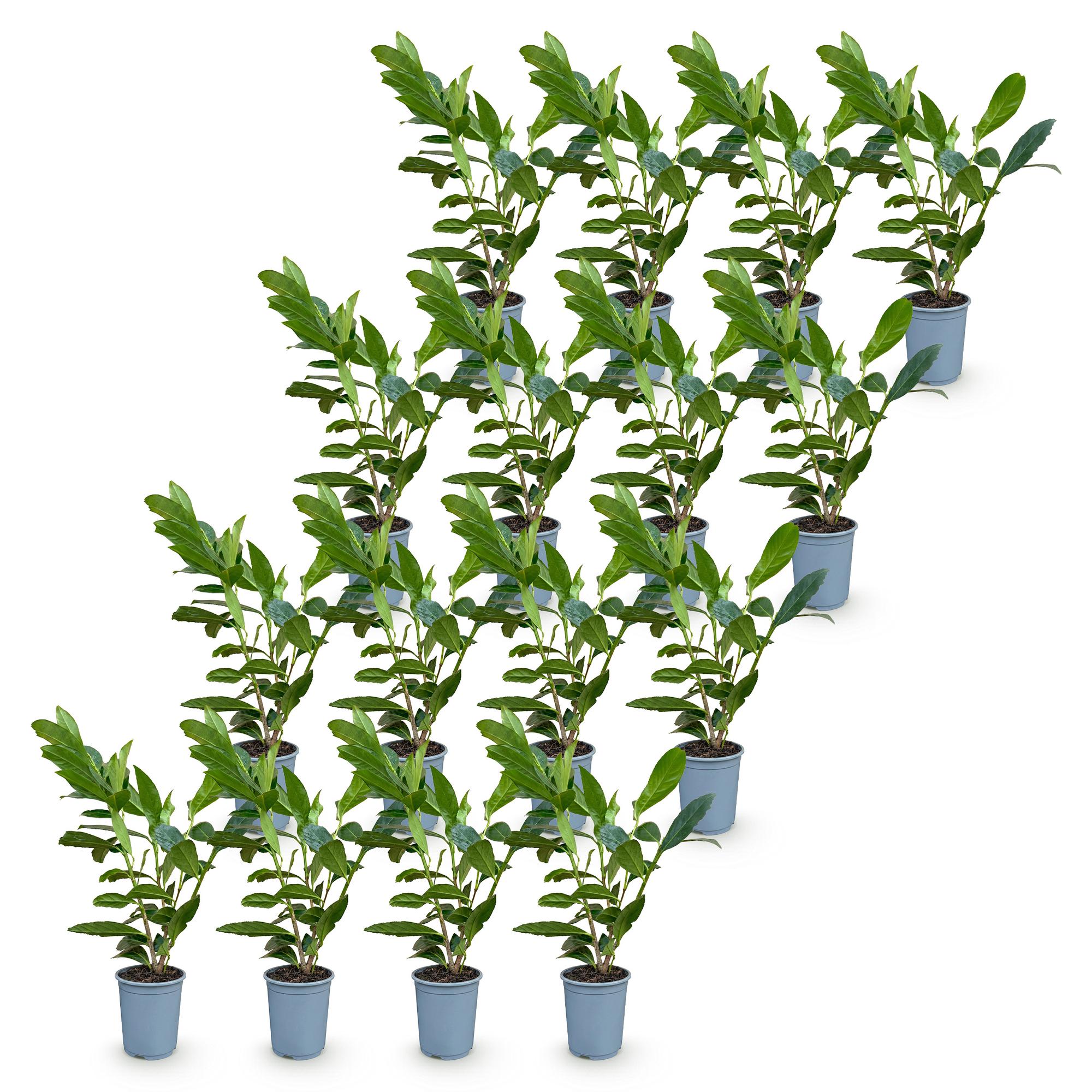 16x Prunus laur. Caucasica - Laurierkers - Haagplanten - Groenblijvend - Groen - Pot 9cm - Hoogte 25-35cm