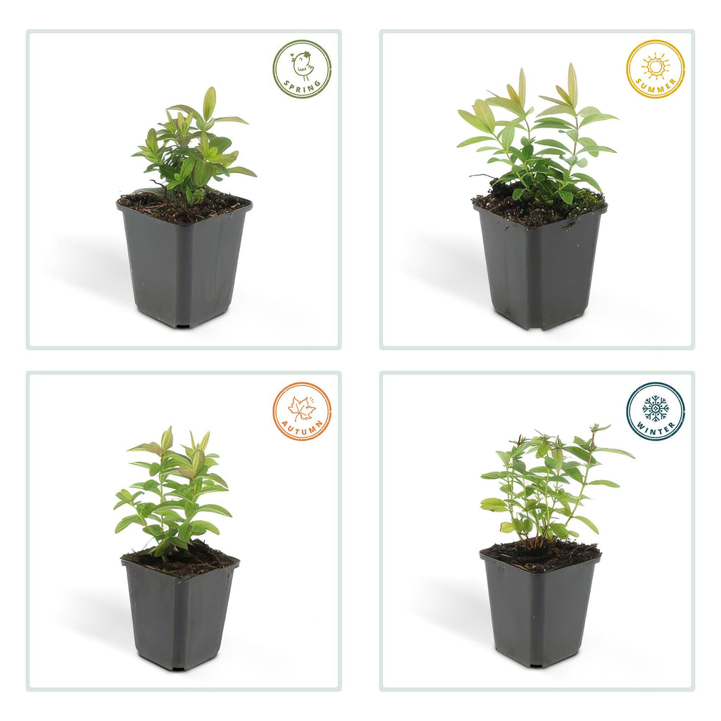 6x Hypericum calycinum - ↕10-25cm - Ø9cm