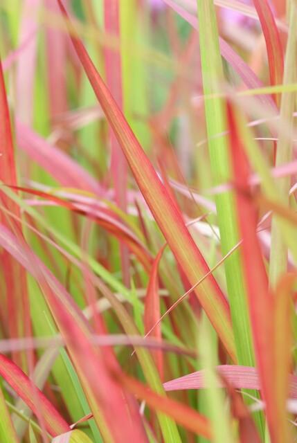 48x Imperata cylindrica 'Red Baron' - ↕10-25cm - Ø9cm