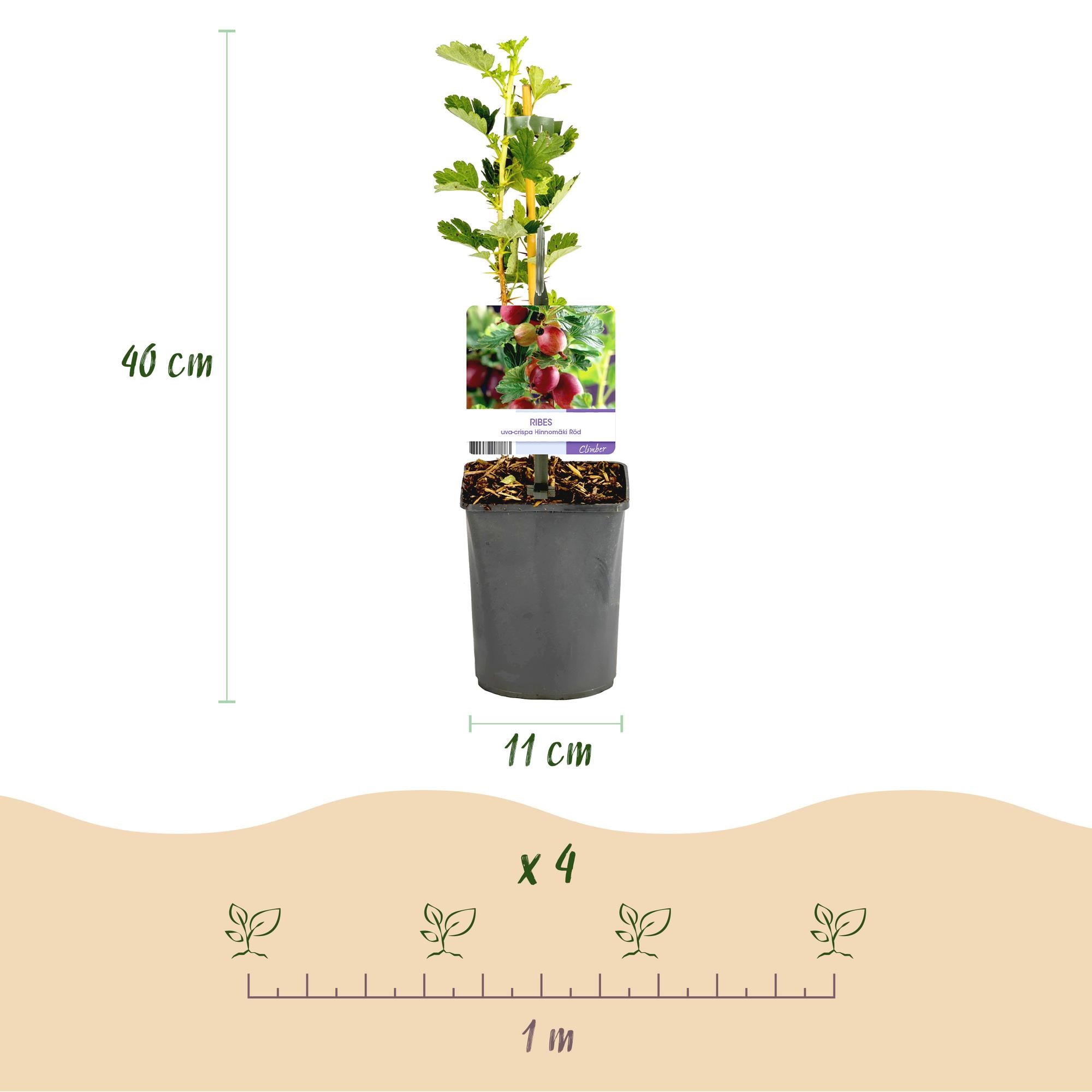 Fruitplant - Kruisbes - Ribes uva-crispa  Hinnomäki Röd - Rode Bes - 2 planten -  Pot 11cm Hoogte 40cm