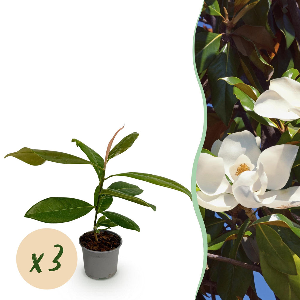 Tuinplant - Magnolia grandiflora - Bloem Wit - 3 Planten - Bladhoudend - Weinig Onderhoud - Pot 12cm Hoogte 30cm
