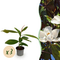 Tuinplant - Magnolia grandiflora - Bloem Wit - 3 Planten - Bladhoudend - Weinig Onderhoud - Pot 12cm Hoogte 30cm