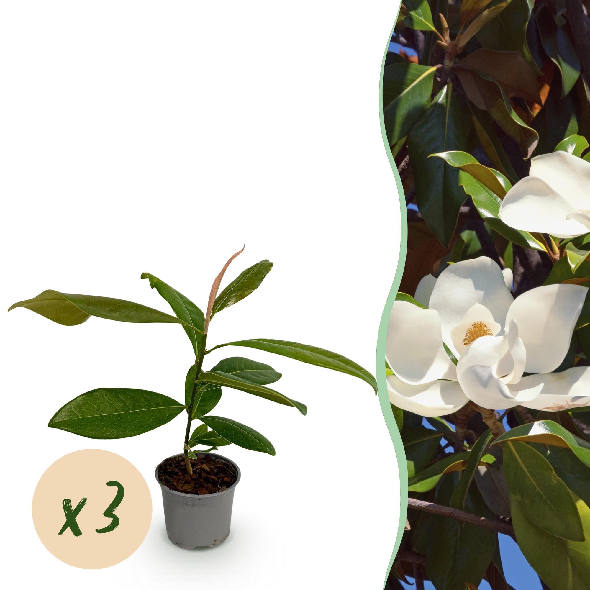 Tuinplant - Magnolia grandiflora - Bloem Wit - 3 Planten - Bladhoudend - Weinig Onderhoud - Pot 12cm Hoogte 30cm
