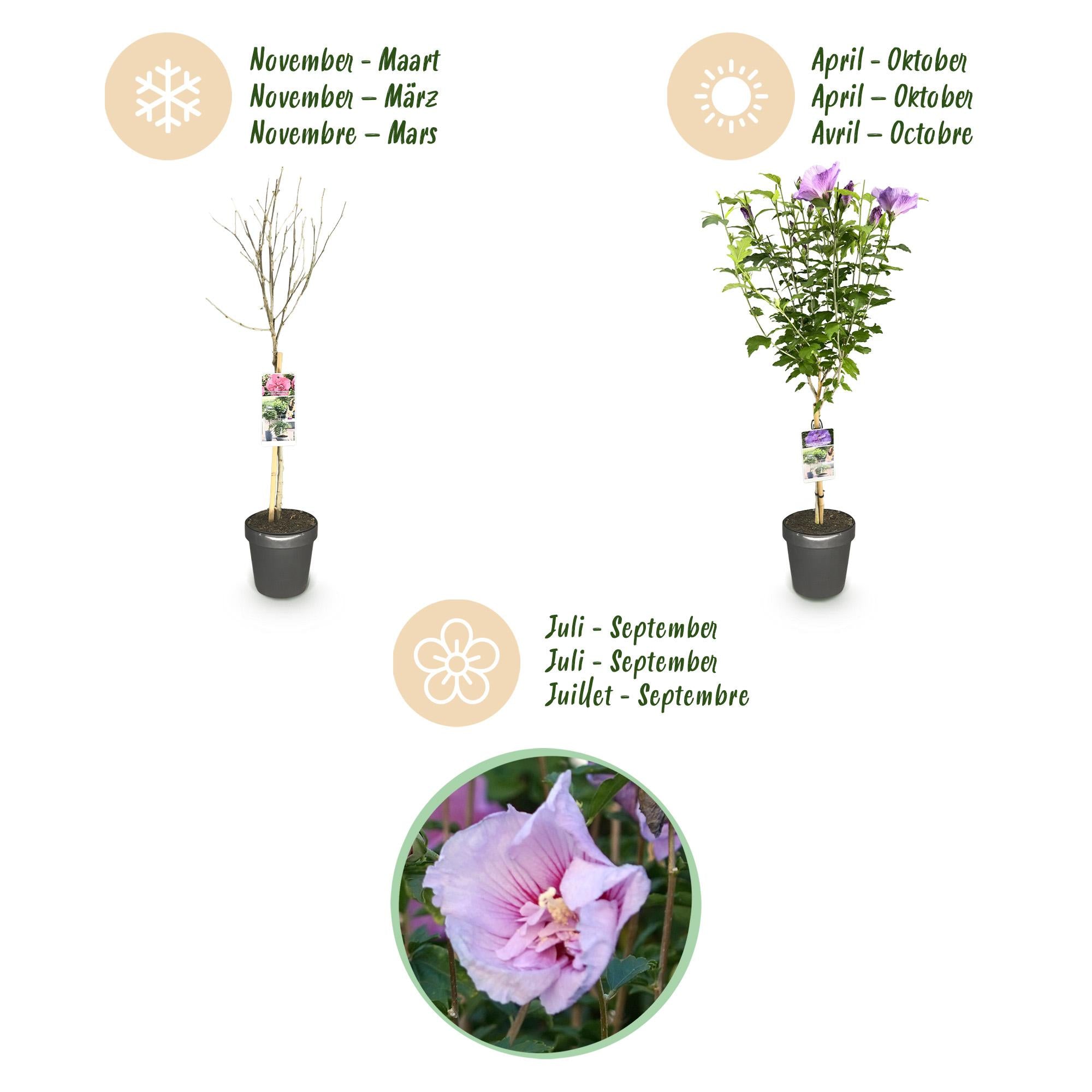 Plant op Stam -Hibiscus syriacus Lavendor Chiffon® - Terras Plant - Bladverliezend - Winterhard - Paarse Bloem - Pot 19cm Hoogte 90cm