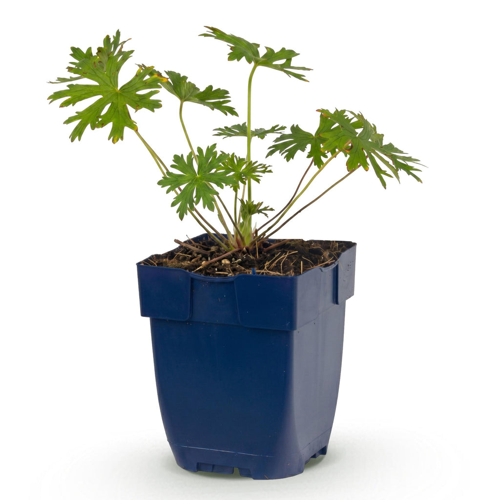 Vasteplant - Geranium Johnson's Blue - Ooievaarsbek - Bodembedekkend - Blauw - 1 Plant - Pot 11cm - Hoogte 15-25cm