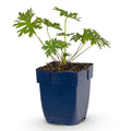Vasteplant - Geranium Johnson's Blue - Ooievaarsbek - Bodembedekkend - Blauw - 1 Plant - Pot 11cm - Hoogte 15-25cm