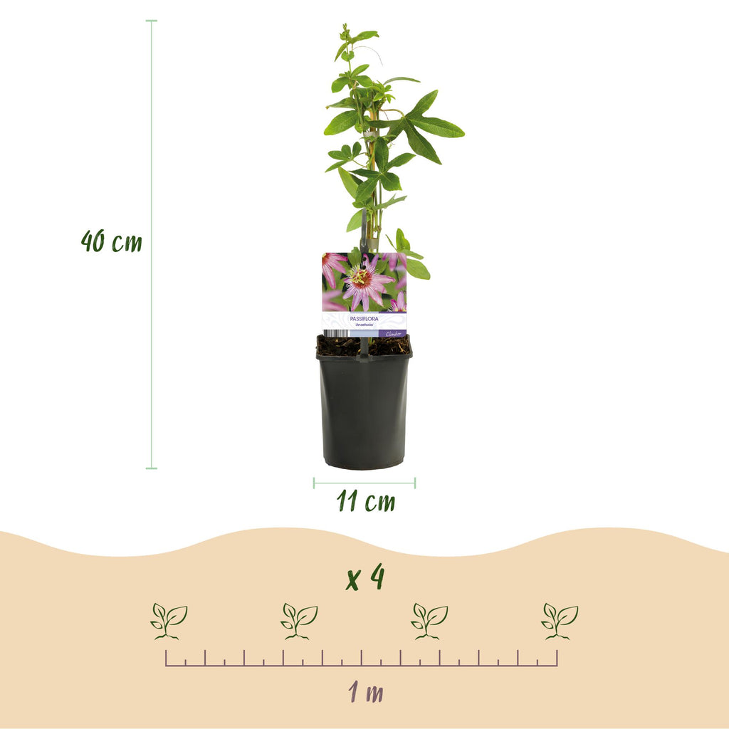 Passiebloem - Passiflora Anastasia  - Bloem Roze - Weinig onderhoud - 2 planten - Pot 11cm Hoogte 40cm