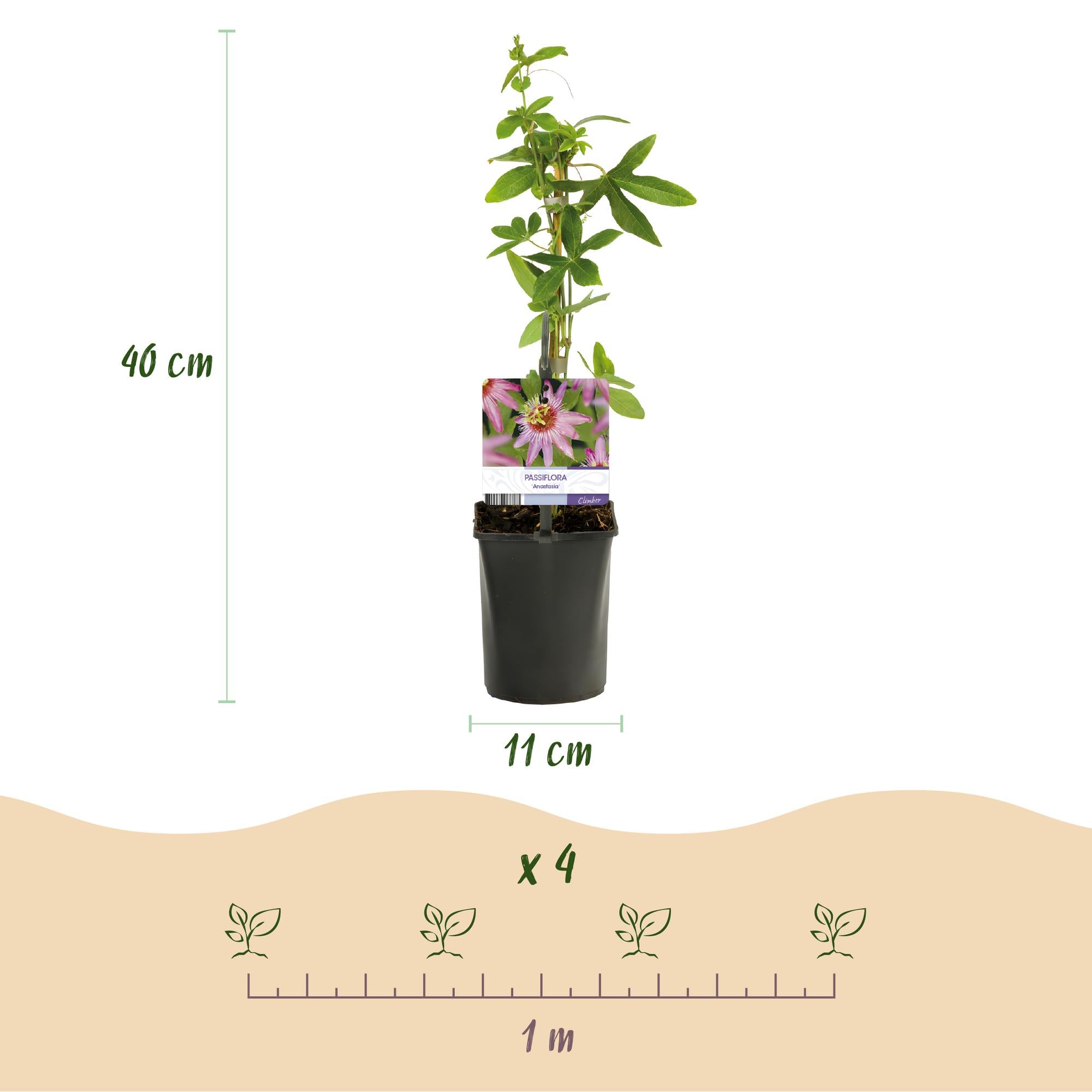 Passiebloem - Passiflora Anastasia  - Bloem Roze - Weinig onderhoud - 2 planten - Pot 11cm Hoogte 40cm