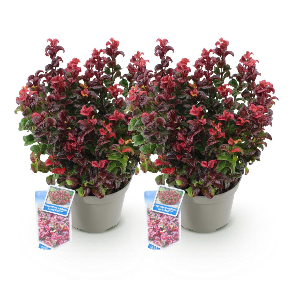 Tuinplant - Leucothoe Curly Red - Rood - 2 Planten -  Groenblijvend - Weinig Onderhoud - Pot 17cm Hoogte 40cm