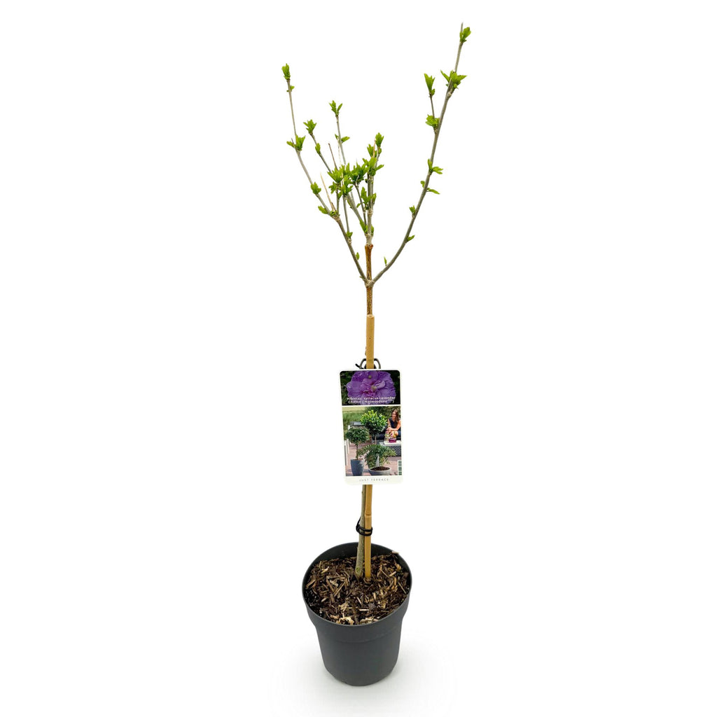 Plant op Stam -Hibiscus syriacus Lavendor Chiffon® - Terras Plant - Bladverliezend - Winterhard - Paarse Bloem - Pot 19cm Hoogte 90cm