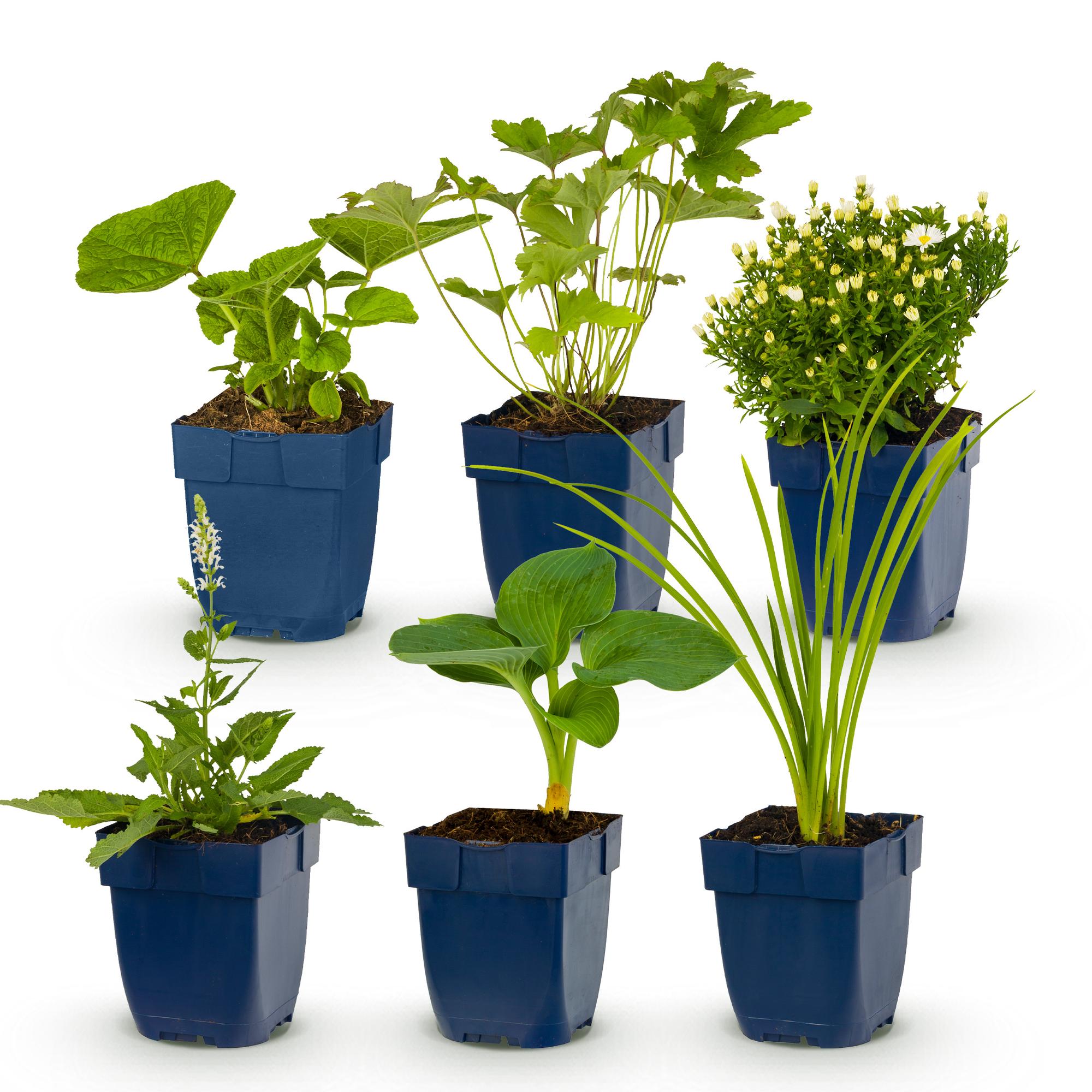 Vasteplant - Borderpakket - Wit - Diversen - Soorten en kleuren - 6 Planten - Pot 11cm - Hoogte 15-25cm