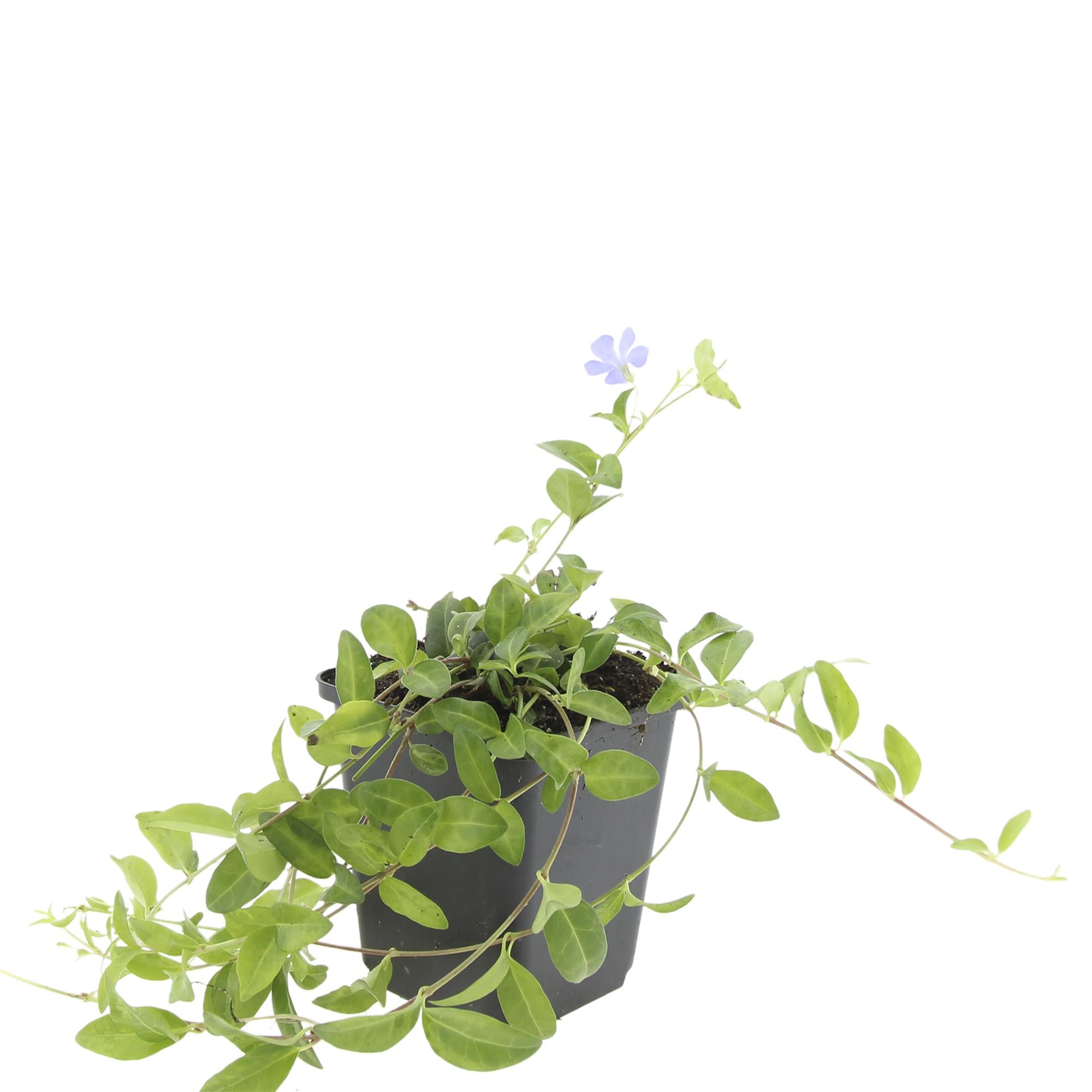 48x Vinca minor 'La Grave' - ↕10-25cm - Ø9cm