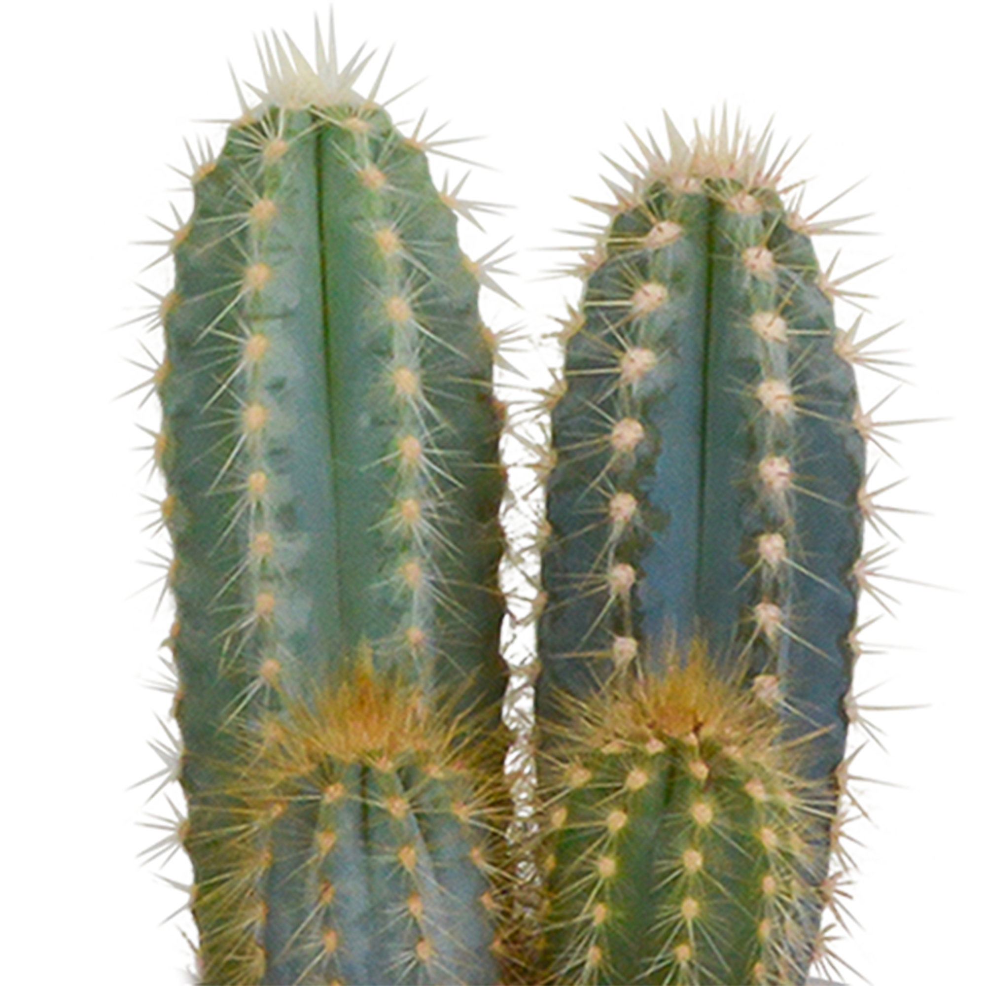 Cactus mix 8.5 cm - 3x - in witte pot
