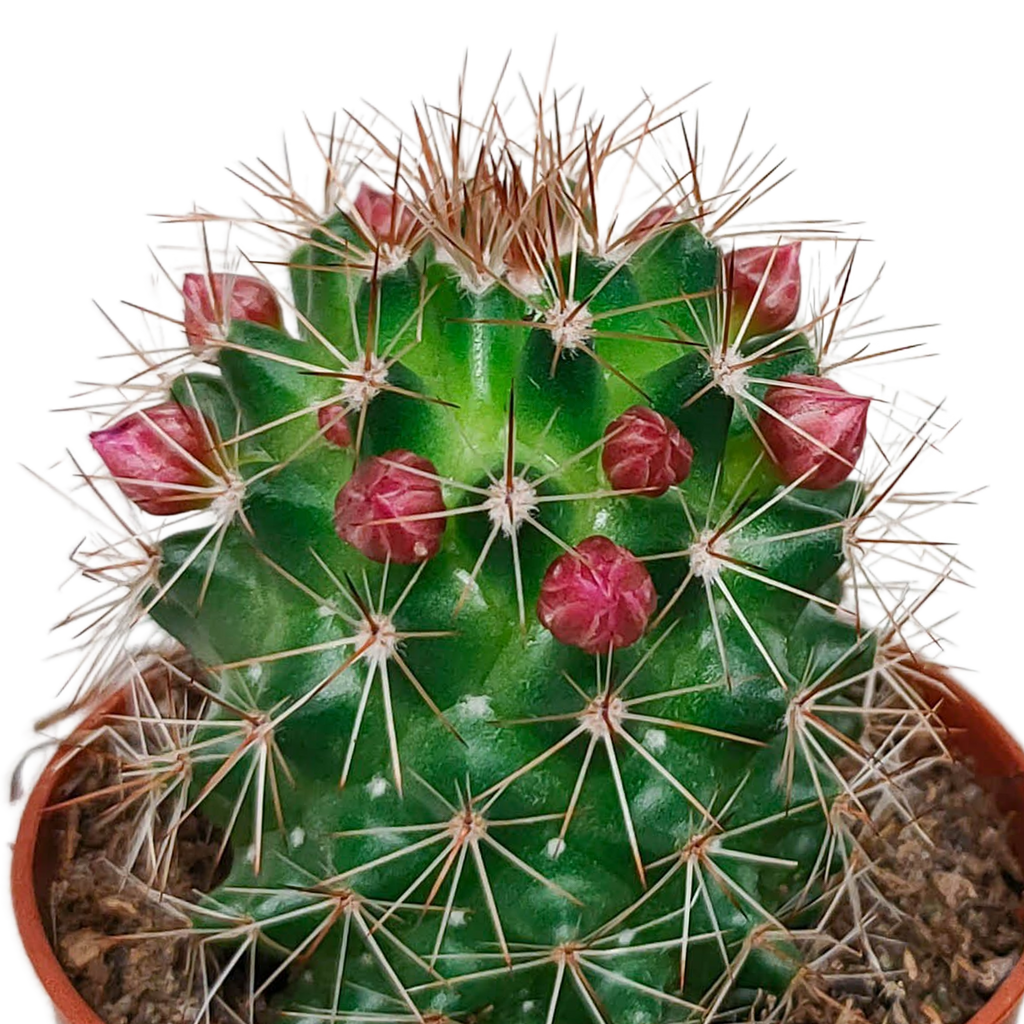 Cactus mix 5.5 cm - zonder pot bloeiend - 5x