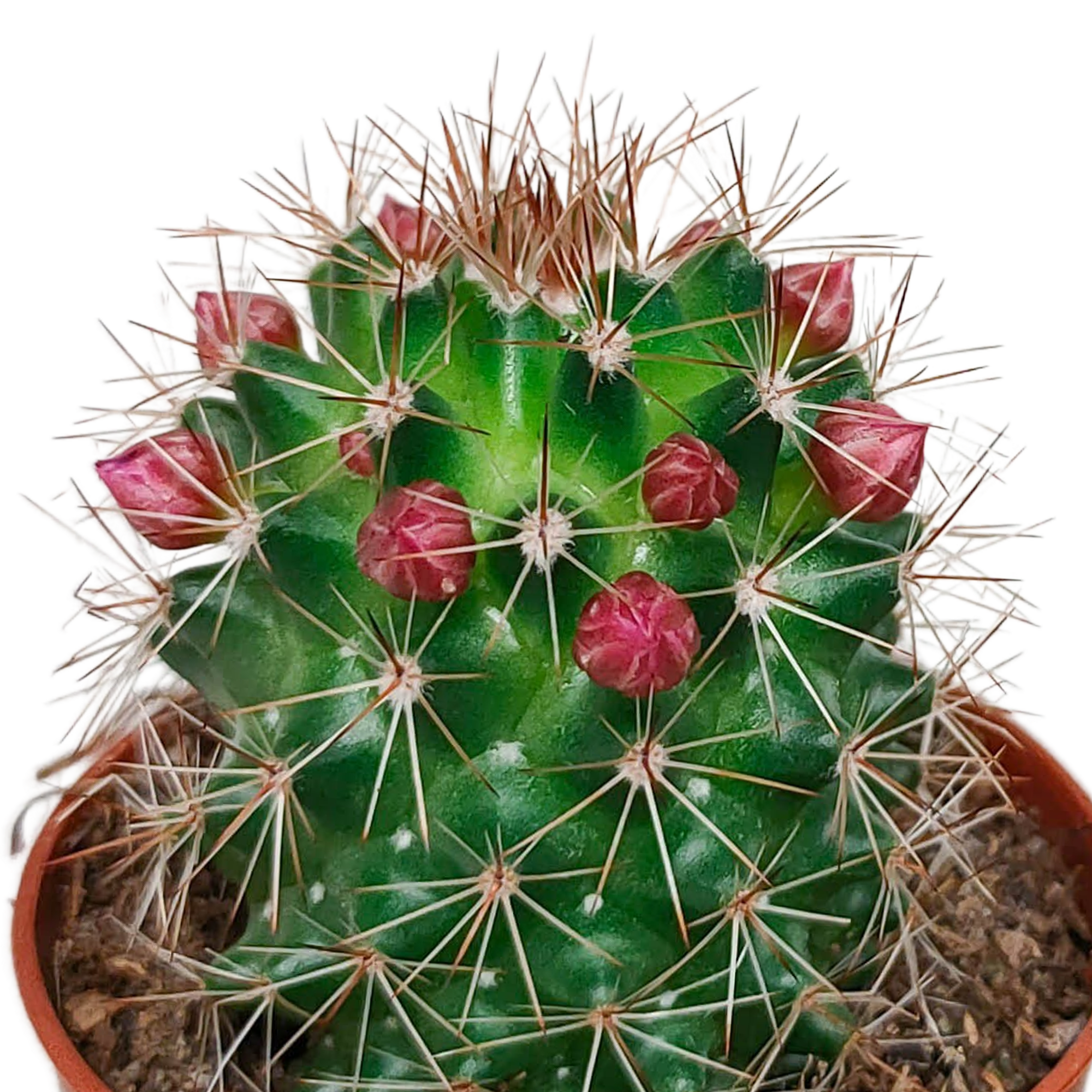 Cactus mix 5.5 cm - zonder pot bloeiend - 5x