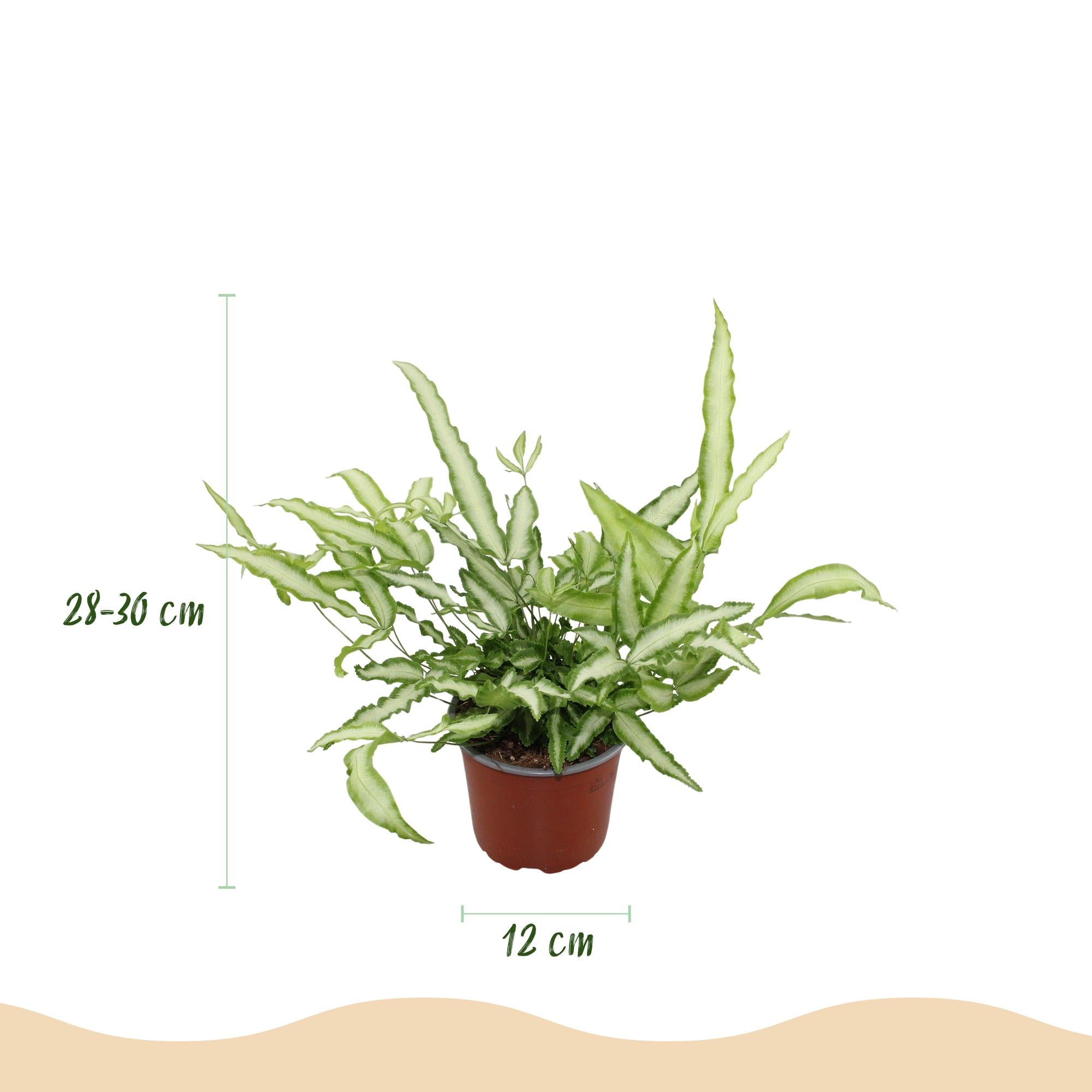 Kamerplant - Pteris cretica Albolineata - Lintvaren - Huisdiervriendelijke Plant - Groen - 4 Planten - met Potter Wit - Pot 12cm - Hoogte 20cm