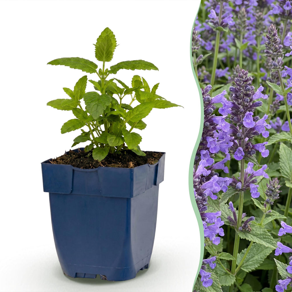 Vasteplant - Nepeta nerv. Neptune - Kattenkruid - Bijen en Vlinderlokkers - Paars - 3 Planten - Pot 11cm - Hoogte 15-25cm
