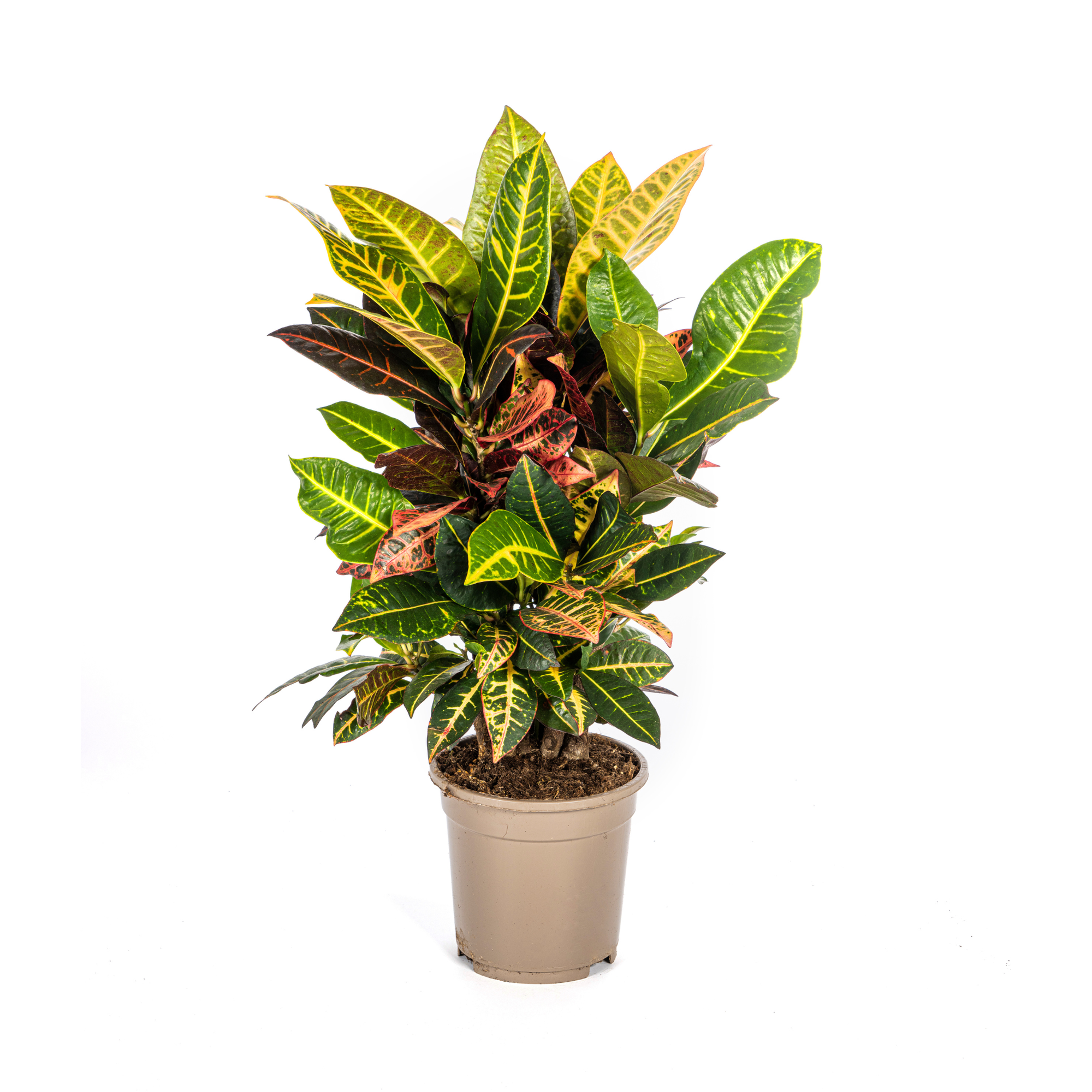 Codiaeum 'Croton' Petra Ø17cm - ↕40 - 60cm