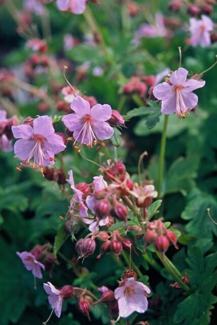 24x Geranium macr. 'Ingwersen's Var.' - ↕10-25cm - Ø9cm