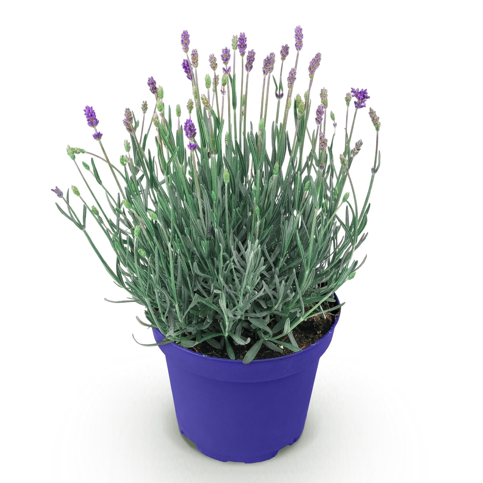 Tuinplant - Lavandula angustifolia Hidcote - Lavendel - Winterhard - Paars - 1 Plant - Pot 12cm - Hoogte 15-25cm