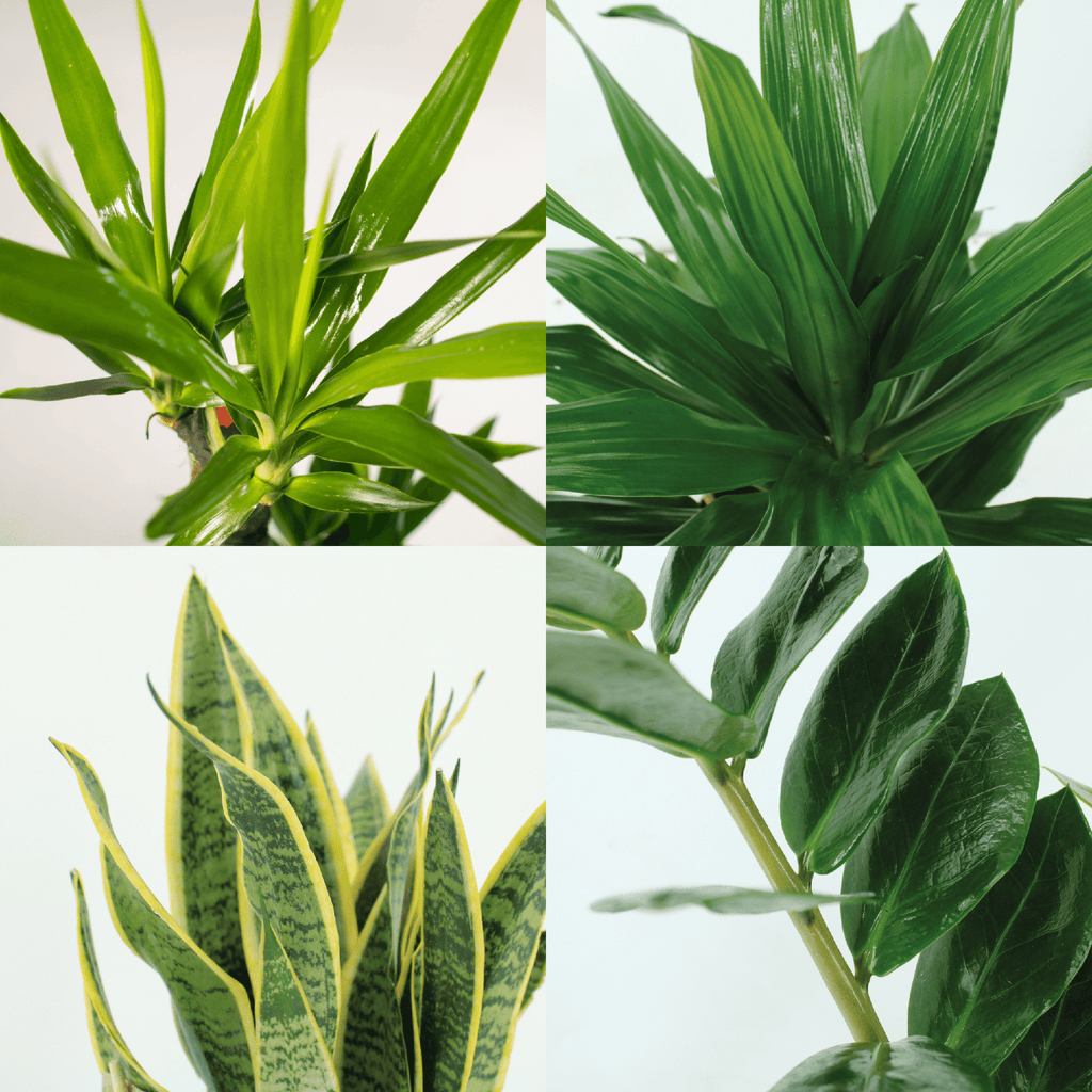 Makkelijke plantenbox - 4 kamerplanten - Diverse hoogtes - Ø14-Ø17