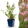 Vasteplant - Gaura lindh. Florgauros - Prachtkaars - Bijen- en vlinderlokkers - Roze - 1 Plant - Pot 11cm - Hoogte 15-25cm