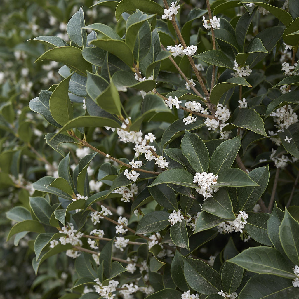Haagplanten - Osmathus burkwoodii - blad groen - 8 planten - 1 strekkende meter - groenblijvend - pot 9cm hoogte 25-30cm