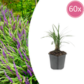 60x Liriope muscari 'Moneymaker' - ↕10-25cm - Ø9cm