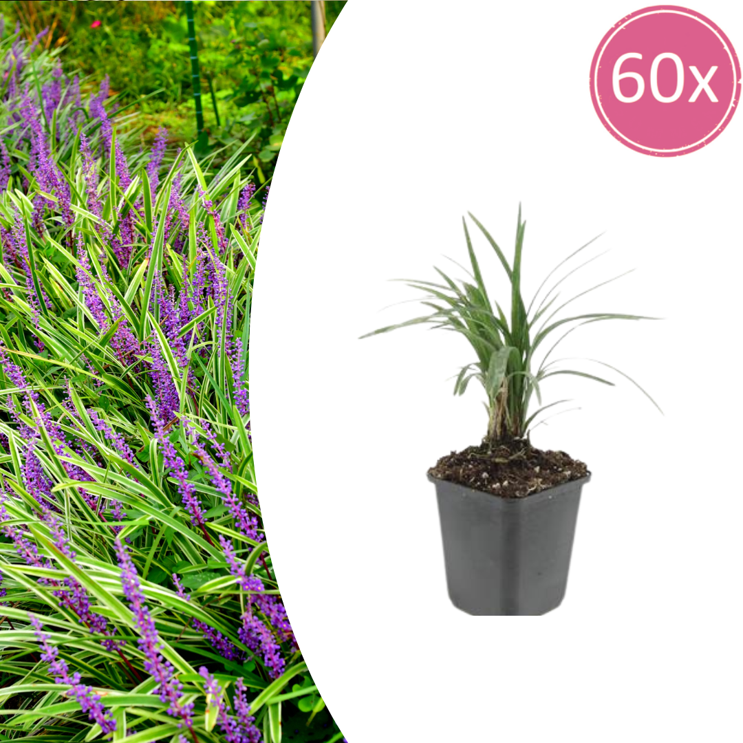 60x Liriope muscari 'Moneymaker' - ↕10-25cm - Ø9cm