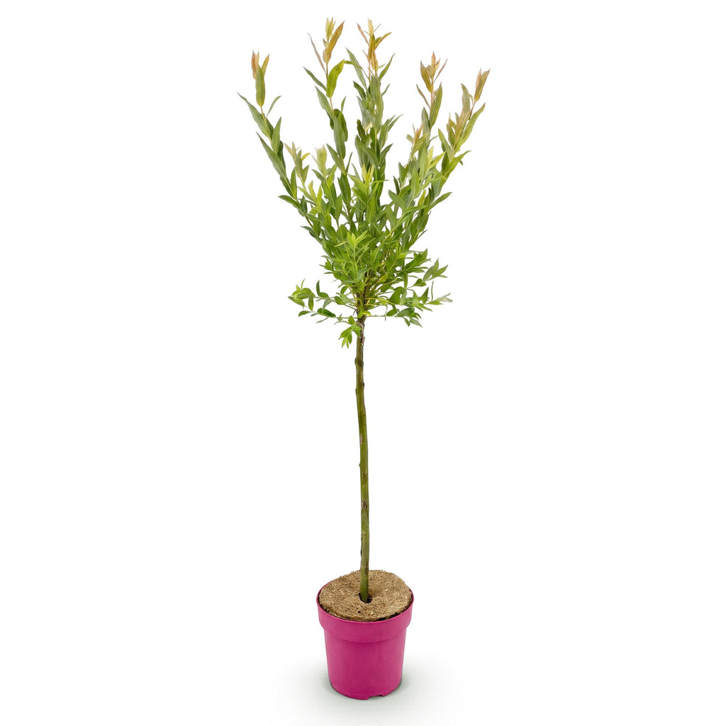 Salix Flamingo - Ø19cm - ↕90-100cm
