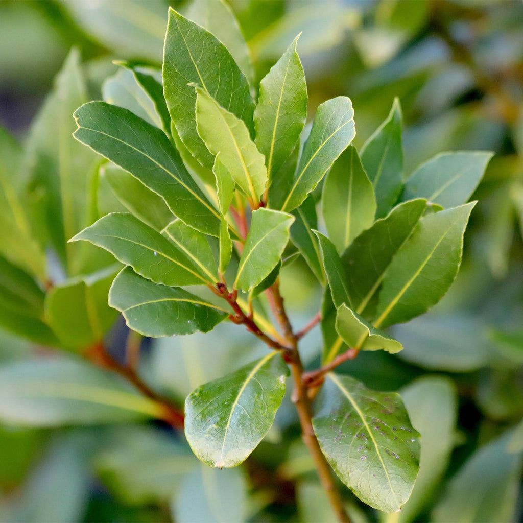 Plant op Stam - Laurus nobilis - Terras Plant - Bladhoudend - Winterhard - Groen Blad - Pot 19cm Hoogte 90cm