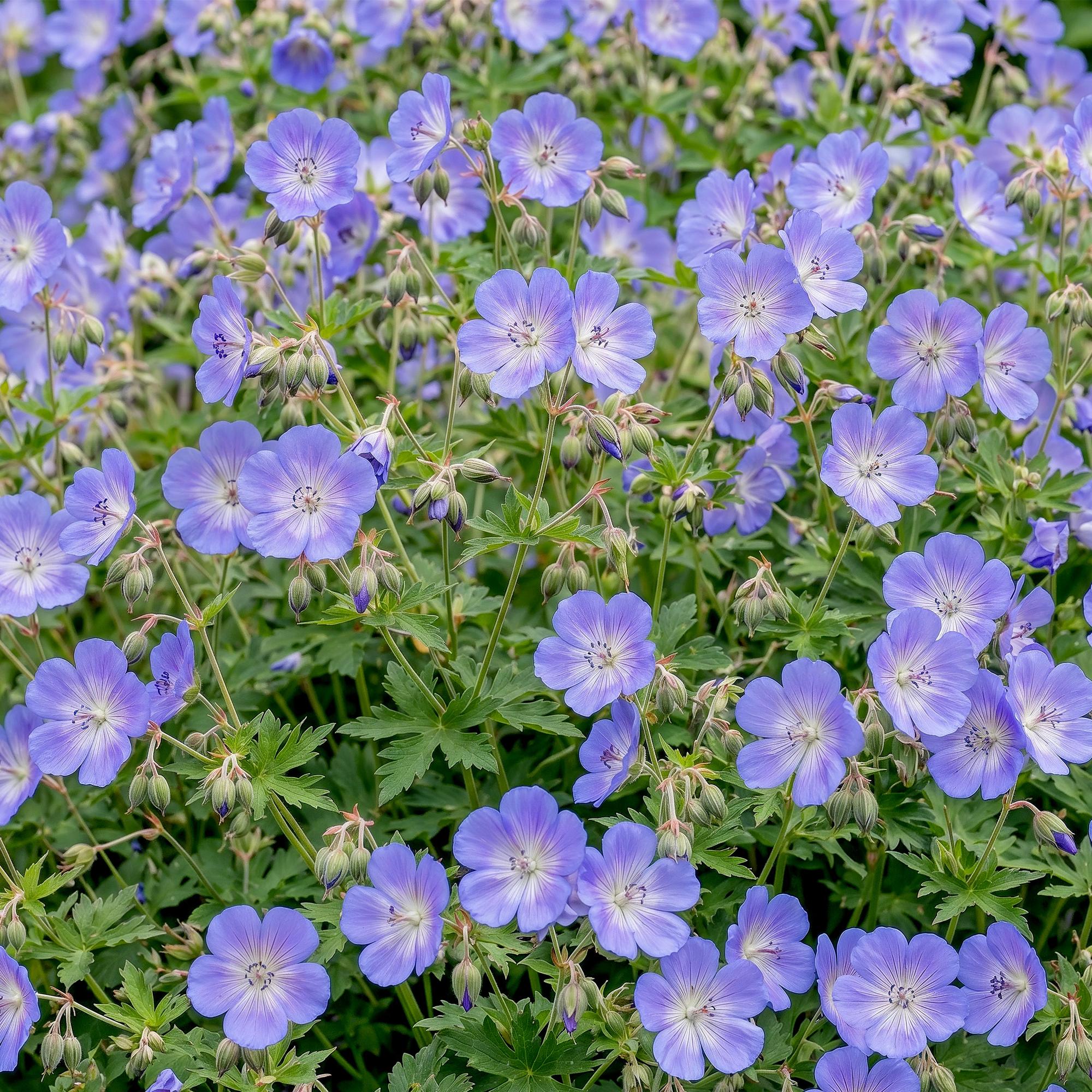 Vasteplant - Geranium 'Rozanne' - Ooievaarsbek - Bodembedekkend - Blauw - 12 Planten - Pot 11cm - Hoogte 15-25cm