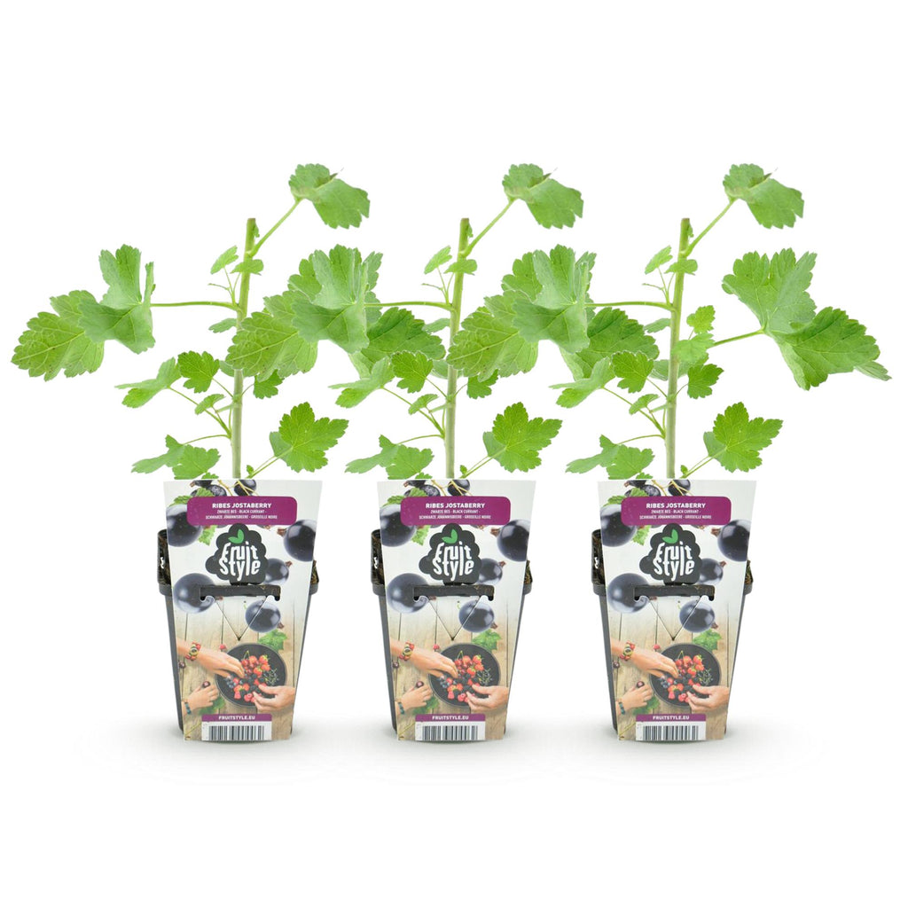 Fruitplanten - Jostabes - Ribes Jostabes - Winterhard - 3 Planten - Pot 9 cm - Zwarte Bes
