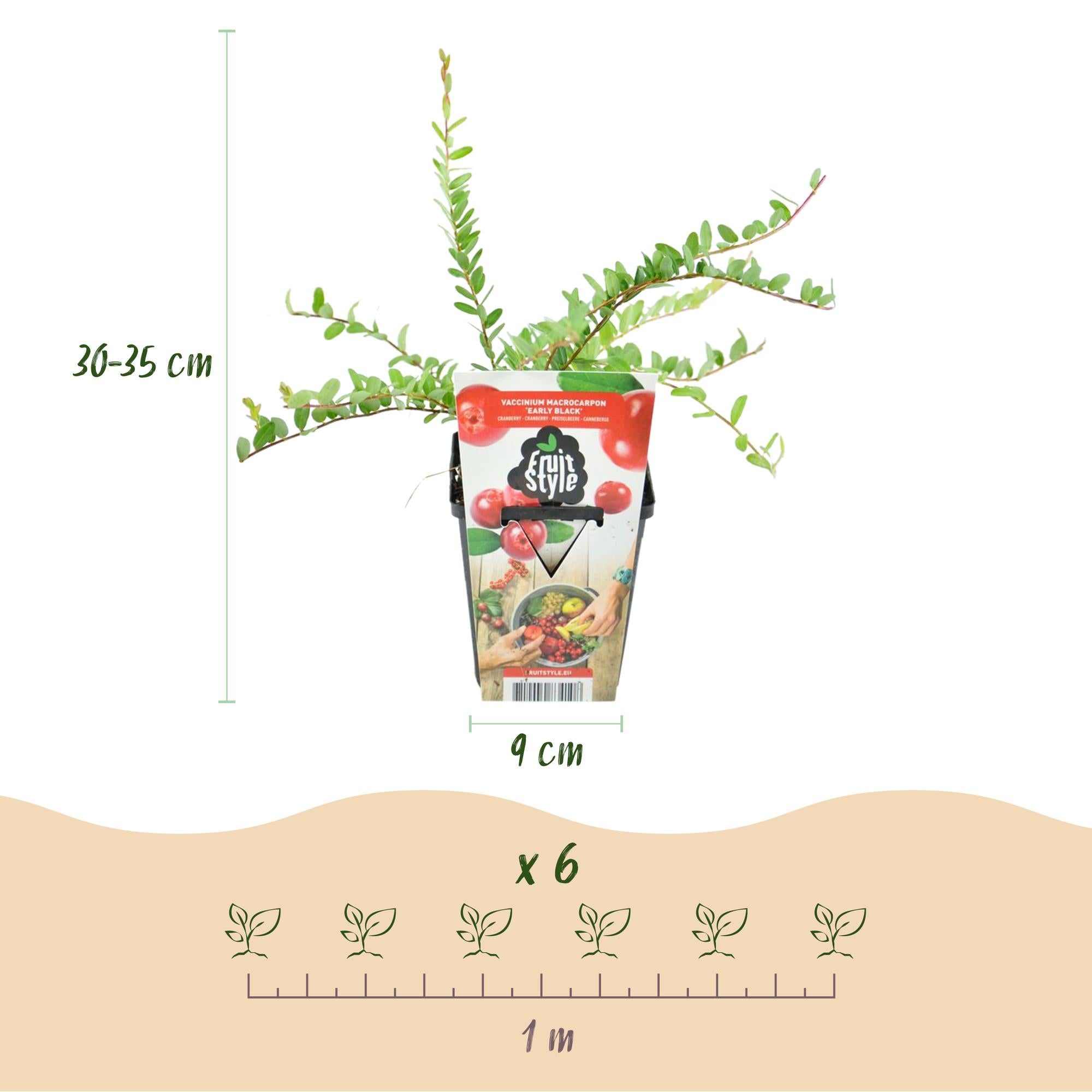 Fruitplanten - Blauwe Bes - Vaccinium macrophylla Early Black - Winterhard - 6 Planten - Pot 9 cm - Donker Rode  Bes