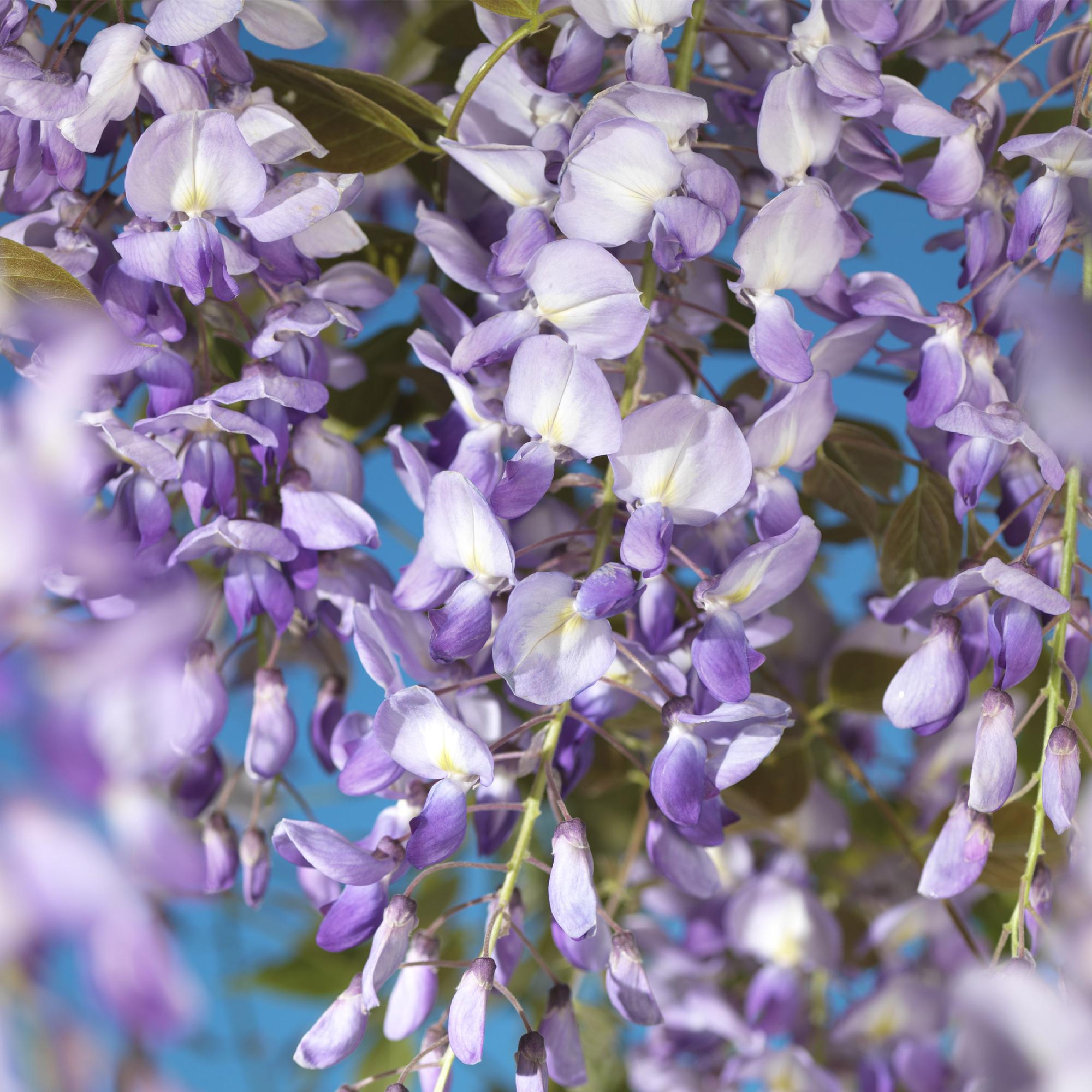 Blauwe regen - Wisteria floribunda Prolific - Bloem Blauw  - 1 plant - Pot 11cm Hoogte 40cm