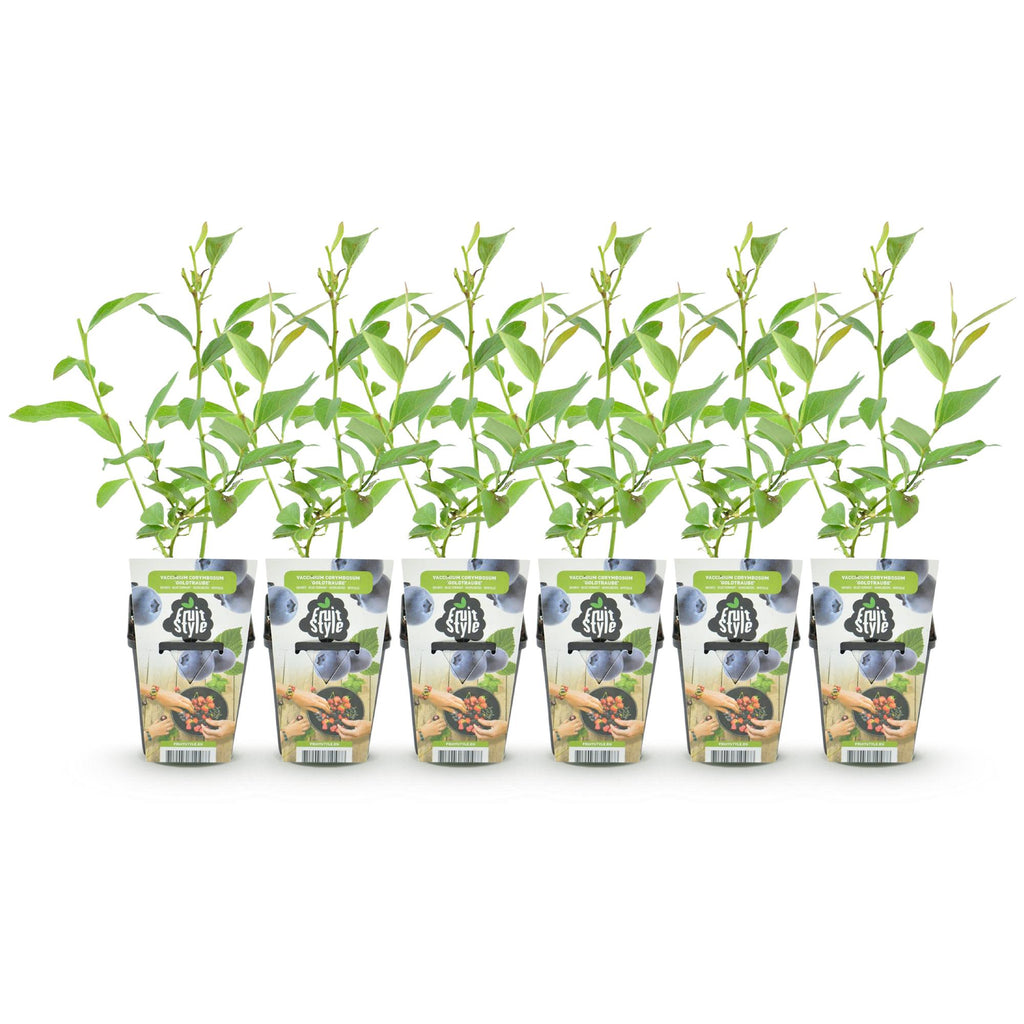 Fruitplanten - Blauwe Bes - Vaccinium corymbossum Goldtraube - Winterhard - 6 Planten - Pot 9 cm - Blauwe Bes