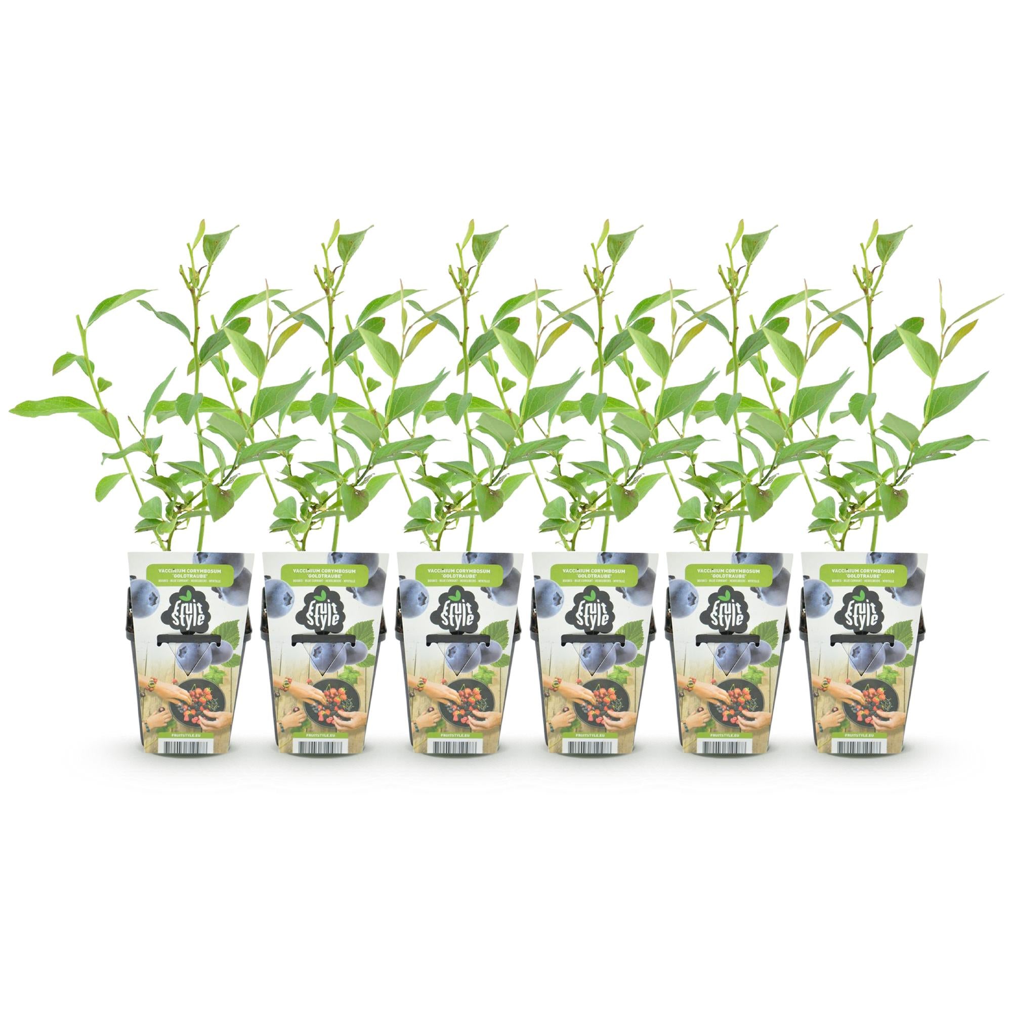 Fruitplanten - Blauwe Bes - Vaccinium corymbossum Goldtraube - Winterhard - 6 Planten - Pot 9 cm - Blauwe Bes