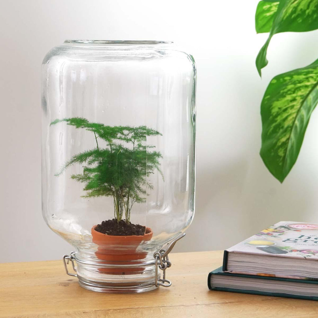 Easyplant - Asparagus - Ø 18 cm ↑ 28 cm