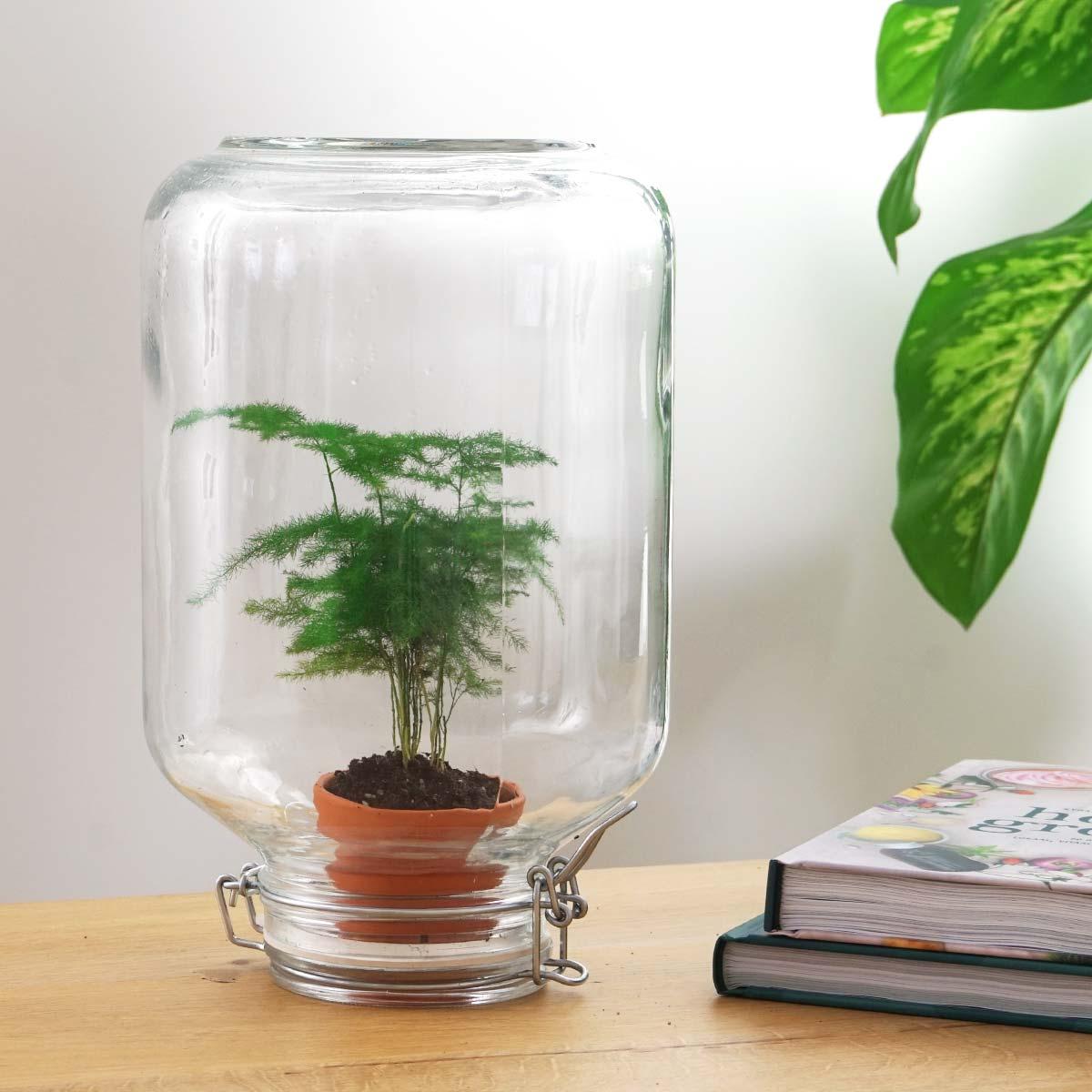 Easyplant - Asparagus - Ø 18 cm ↑ 28 cm
