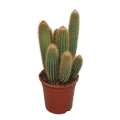 Vatricania guentheri 17 cm - zonder pot