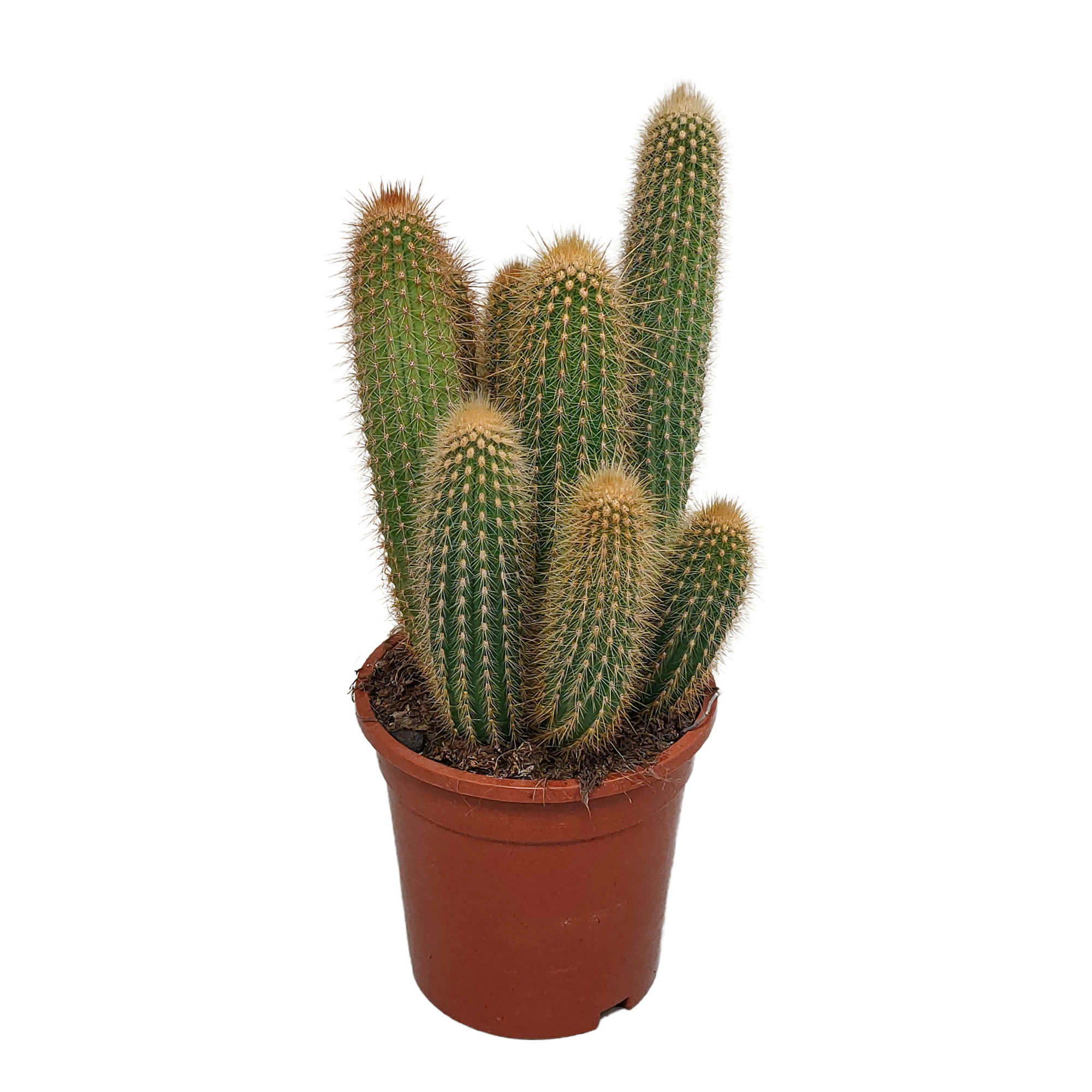 Vatricania guentheri 17 cm - zonder pot