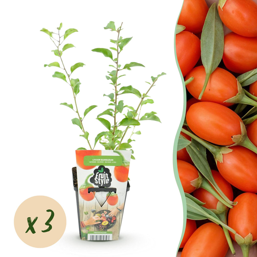 Fruitplanten - Goijbes - Lycium Barbarum - Winterhard - 3 Planten - Pot  9 cm - Oranje - Rode Vrucht