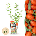 Fruitplanten - Goijbes - Lycium Barbarum - Winterhard - 3 Planten - Pot  9 cm - Oranje - Rode Vrucht