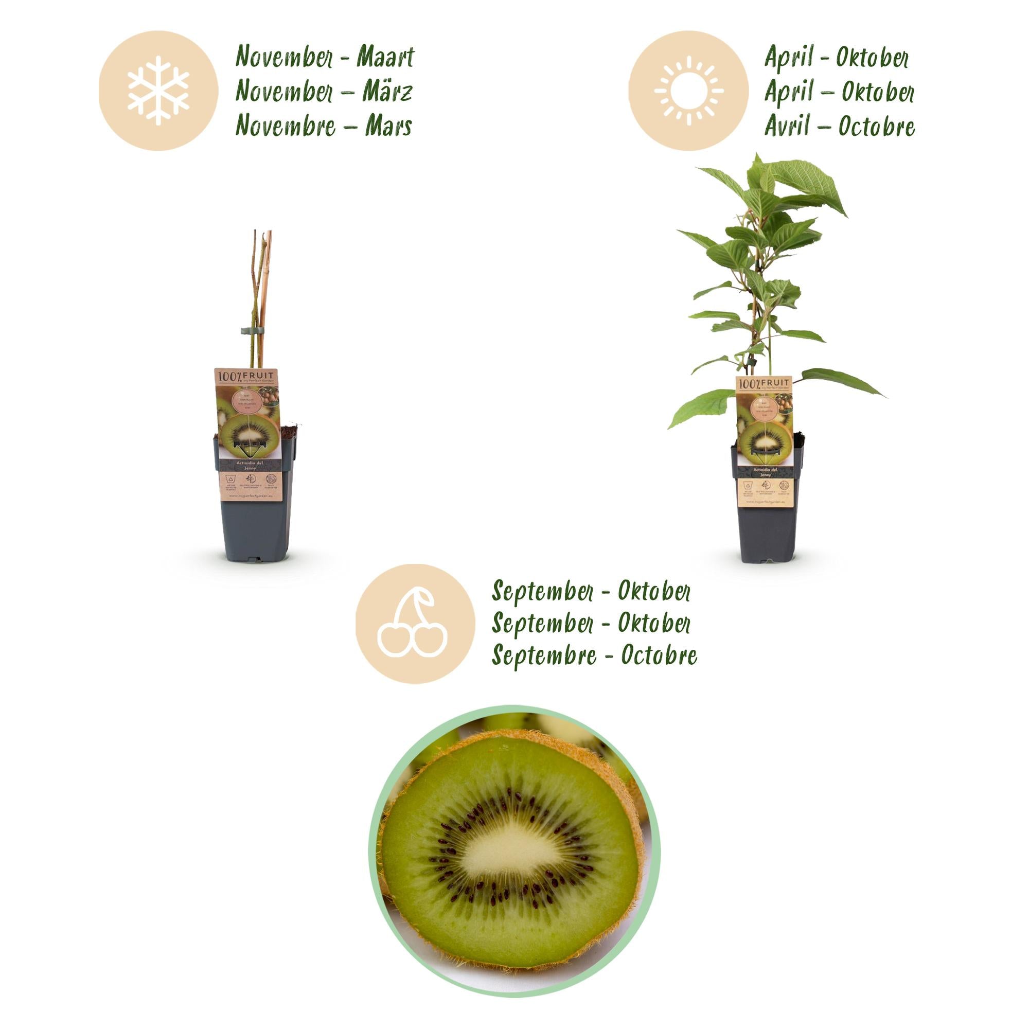 Fruitplant - Actinidia deliciosa Jenny - Kiwiplant - Zelfbestuivend - Groene Vrucht - 2 Planten - Pot 15cm - Hoogte 50cm