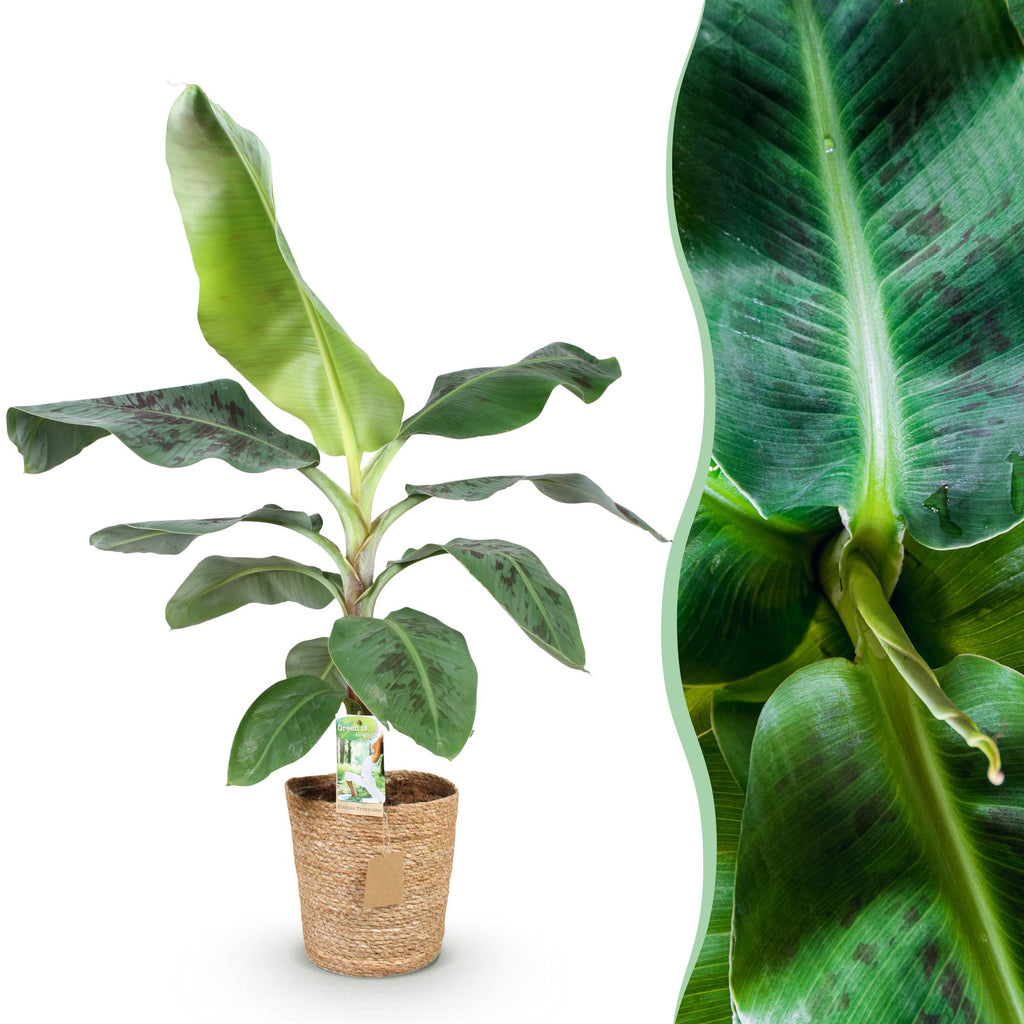 Green is... Kamerplanten - Musa acuminata Dwarf Cavendisch - Bananenplant - Weinig onderhoud - met mand - Groen - 1 Plant - Pot 21cm - Hoogte 70-75cm