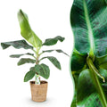 Green is... Kamerplanten - Musa acuminata Dwarf Cavendisch - Bananenplant - Weinig onderhoud - met mand - Groen - 1 Plant - Pot 21cm - Hoogte 70-75cm