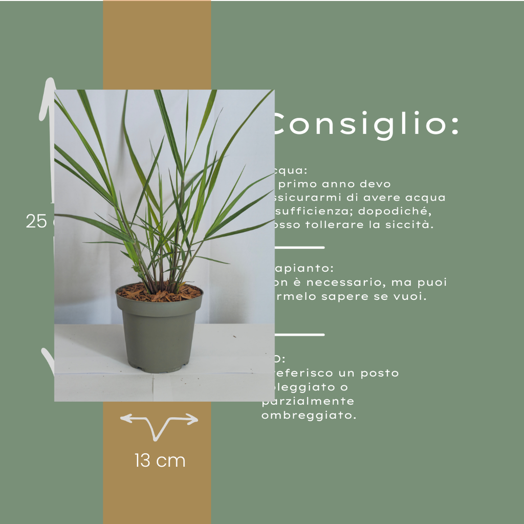 3x Panicum virgatum ‘Rotstrahlbusch’ – Siergras met warme herfstkleuren | Potmaat 12 cm