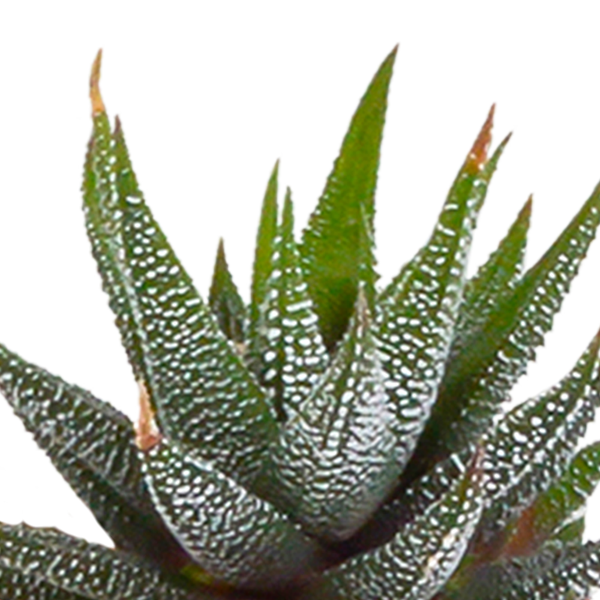 Cactus en vetplanten mix 5.5 cm | 15 stuks - in witte pot